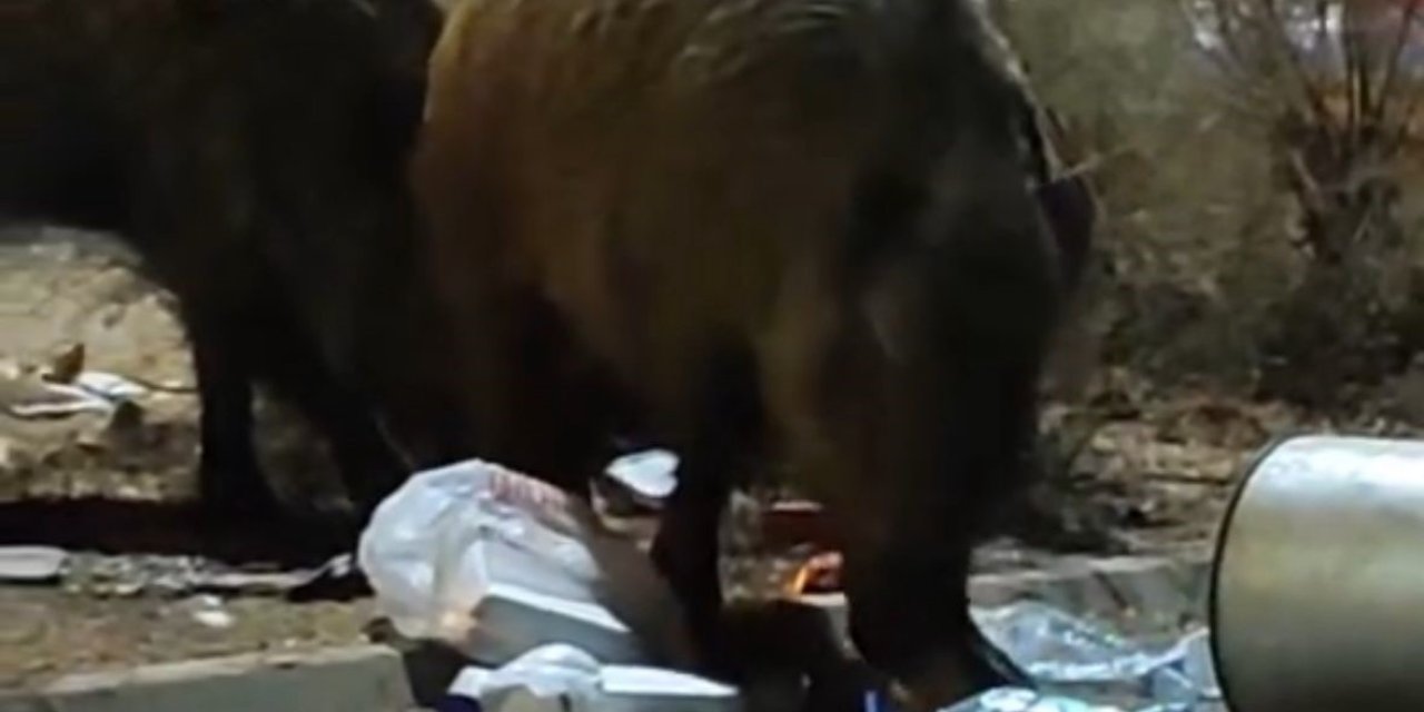 Balçova’da çöplere dadanan domuzlar iri cüsseleriyle şaşırttı