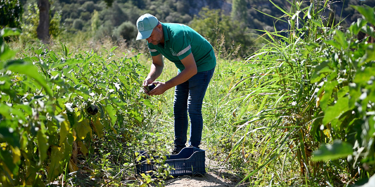 Adabahçe’den Kuşadalıların sofralarına 15 ton mahsul