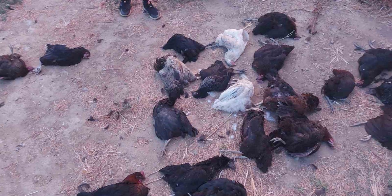 Sokak köpekleri 25 tavuğu telef etti
