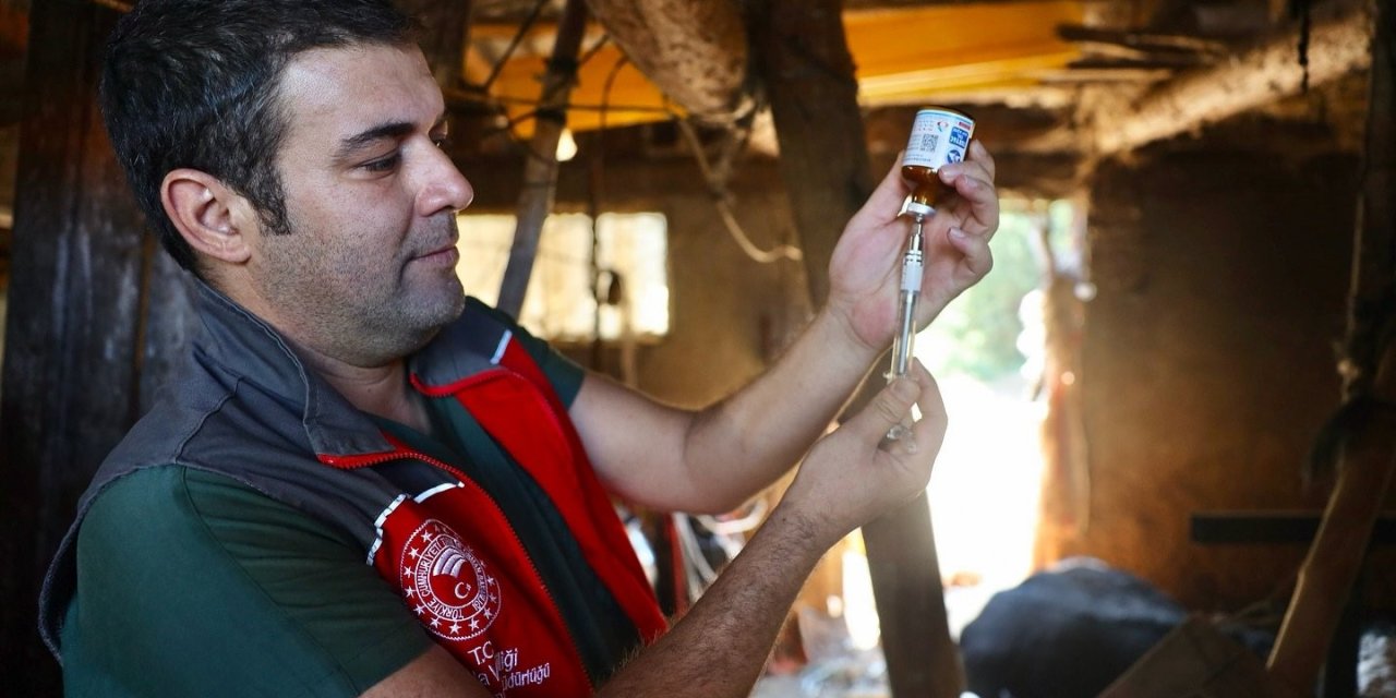 Muğla’da şap hastalığıyla mücadele hız kesmiyor