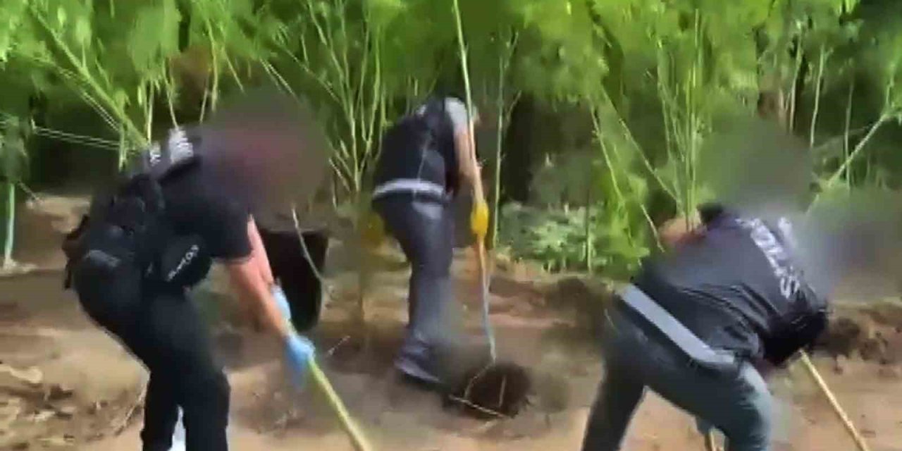 Evlerinin bahçesini uyuşturucu bahçesine çevirmişler