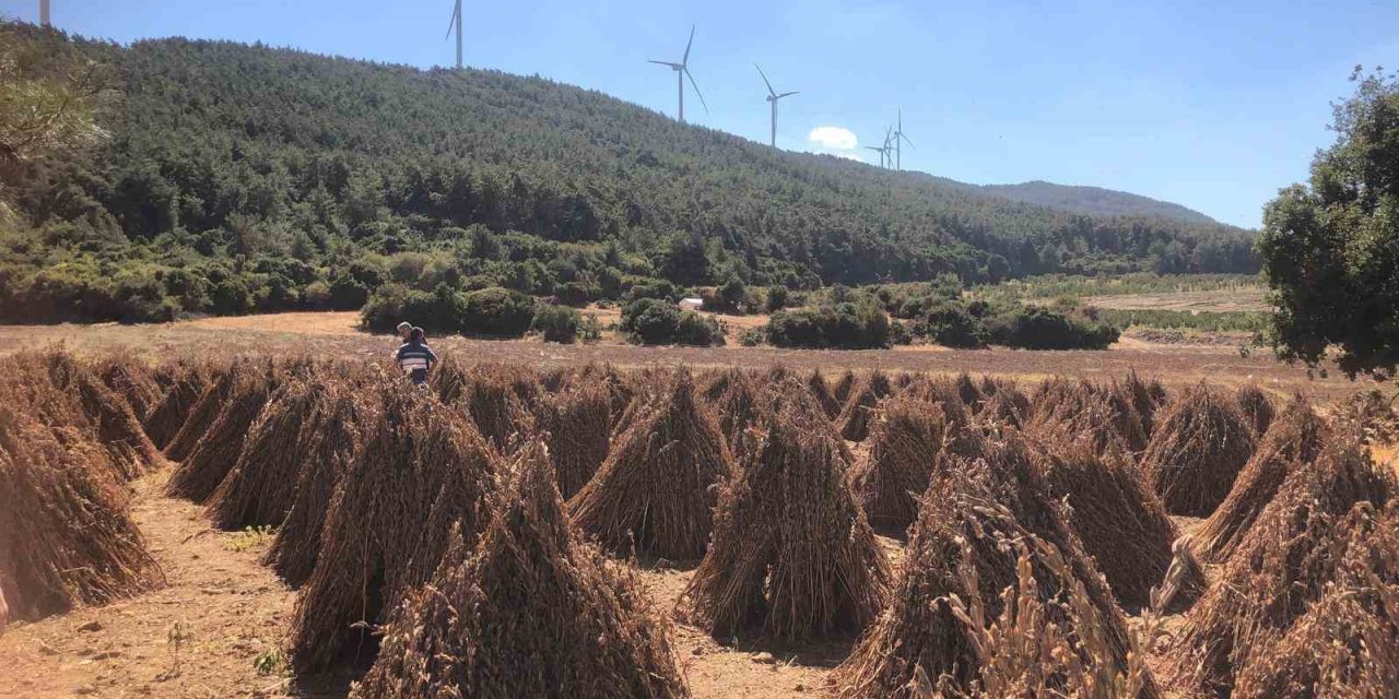 Susamda hasat zamanı yaklaşıyor