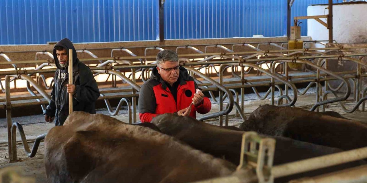 Muğla’da 240 bin hayvan şap aşısı olacak