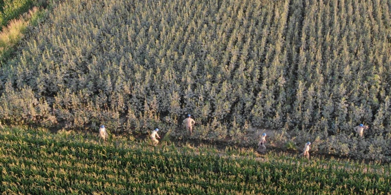 Koçarlı’da 37 kök kenevir ele geçirildi
