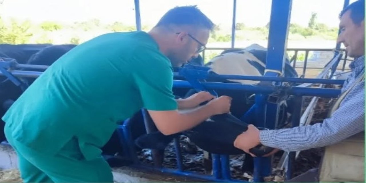 Aydın İl Tarım Müdürlüğü’nden üreticilere şap hastalığı uyarısı