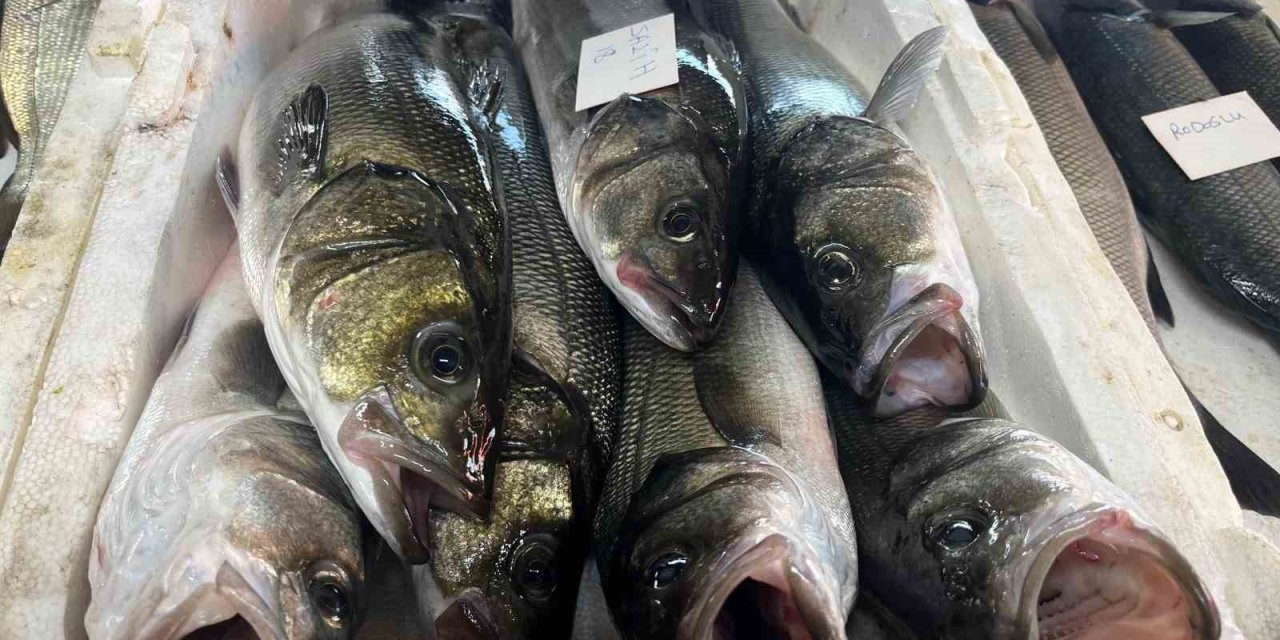 Gece avlanan balıklar, sabah mezatta alıcıyla buluşuyor