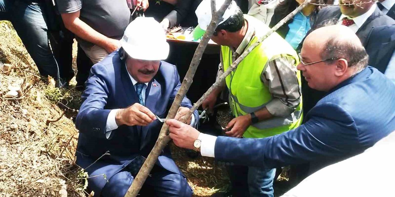Eski Bakan Eroğlu’nun aşıladığı zeytin meyve vermeye başladı