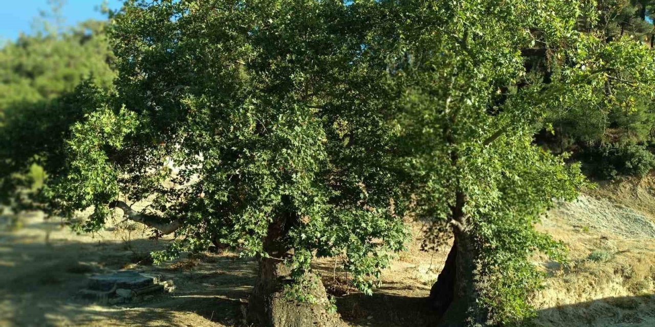 Asırlık çınar ağaçların koruma altına alınması isteniyor