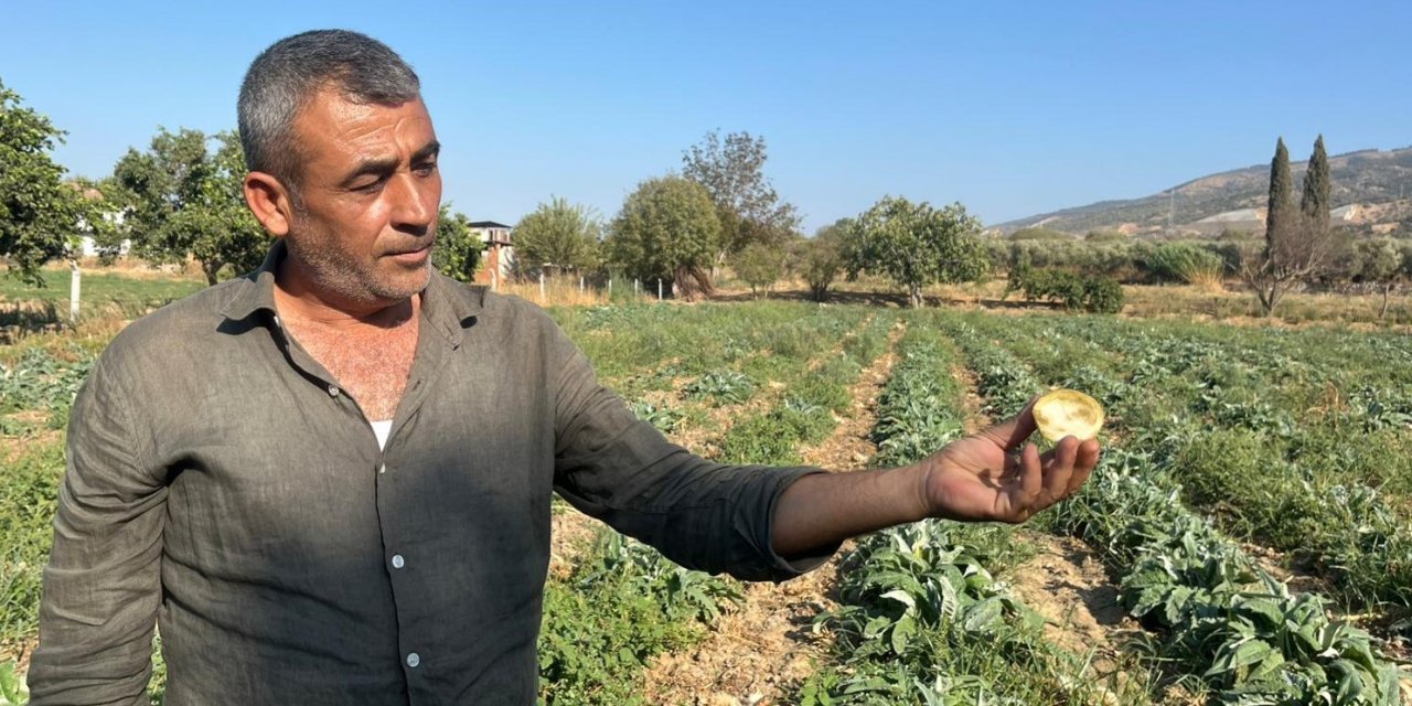 Aydın’ın tescilli ürününü enginarın kaymağını başkaları yiyor