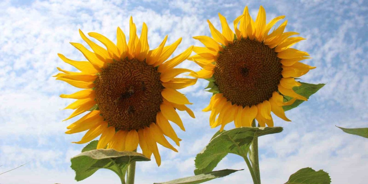 Ayçiçek alım fiyatları açıklandı