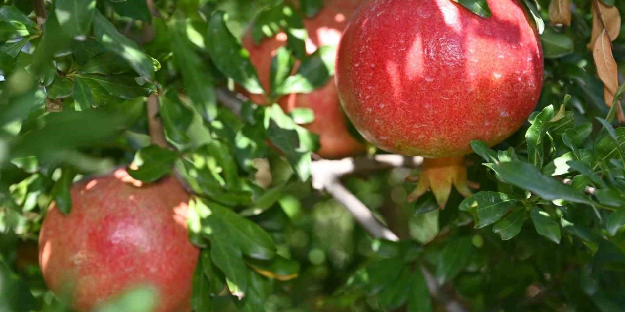 Denizli’de nar hasadı başladı