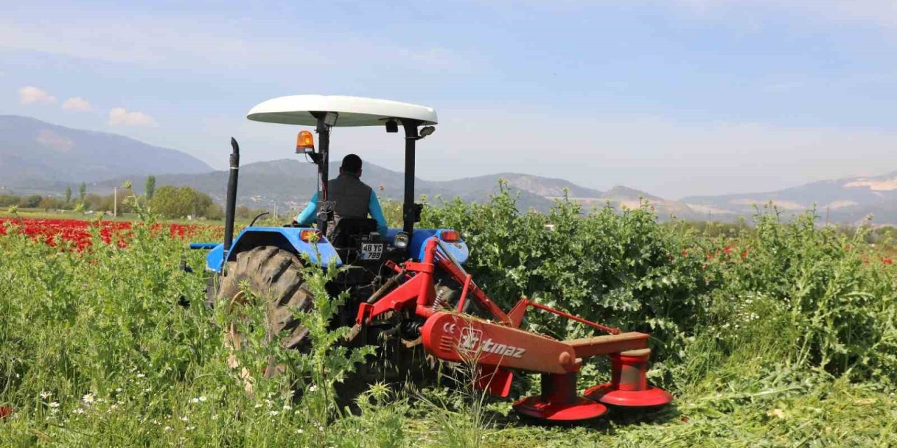 Büyükşehir’den üreticilere ücretsiz yem bitkisi tohumu desteği