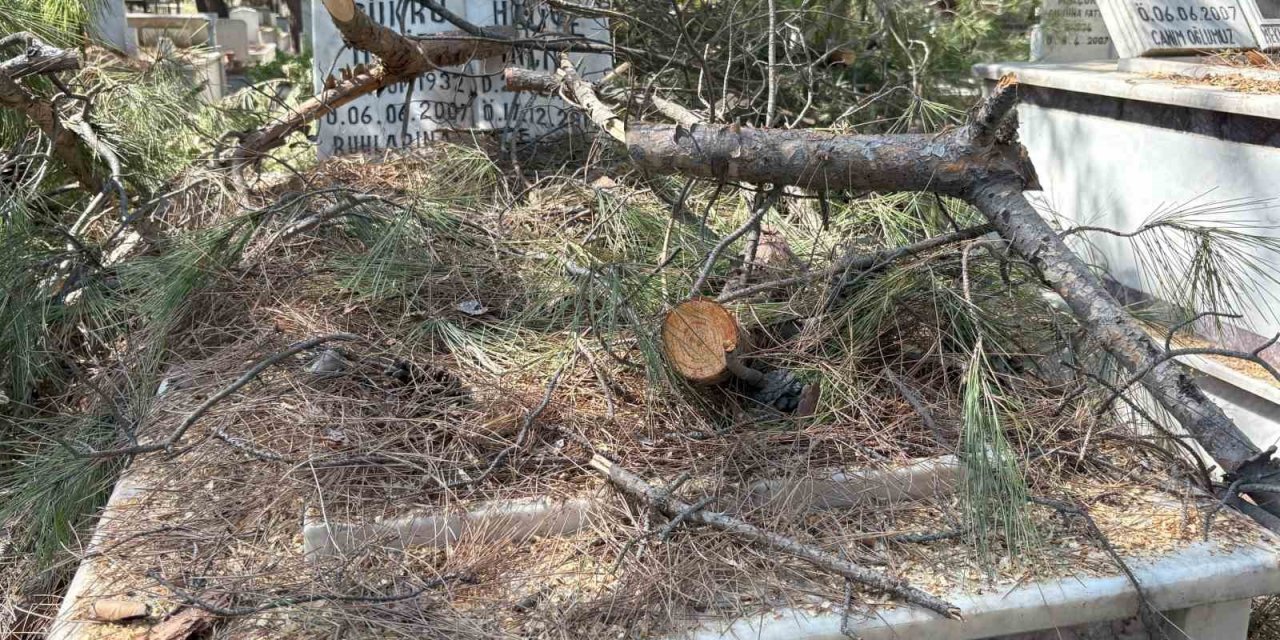Mezarlıkta budanan ağaçlar kabirlere zarar verdi