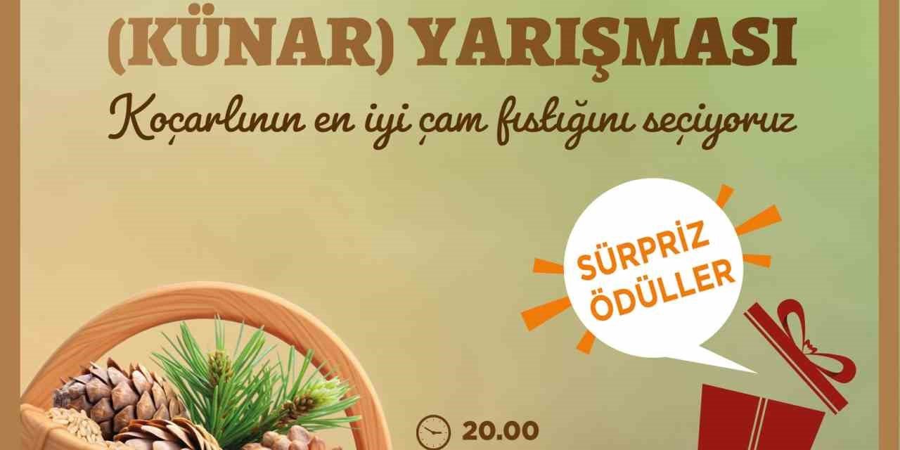 Koçarlı’da çam fıstığının en iyisi seçilecek