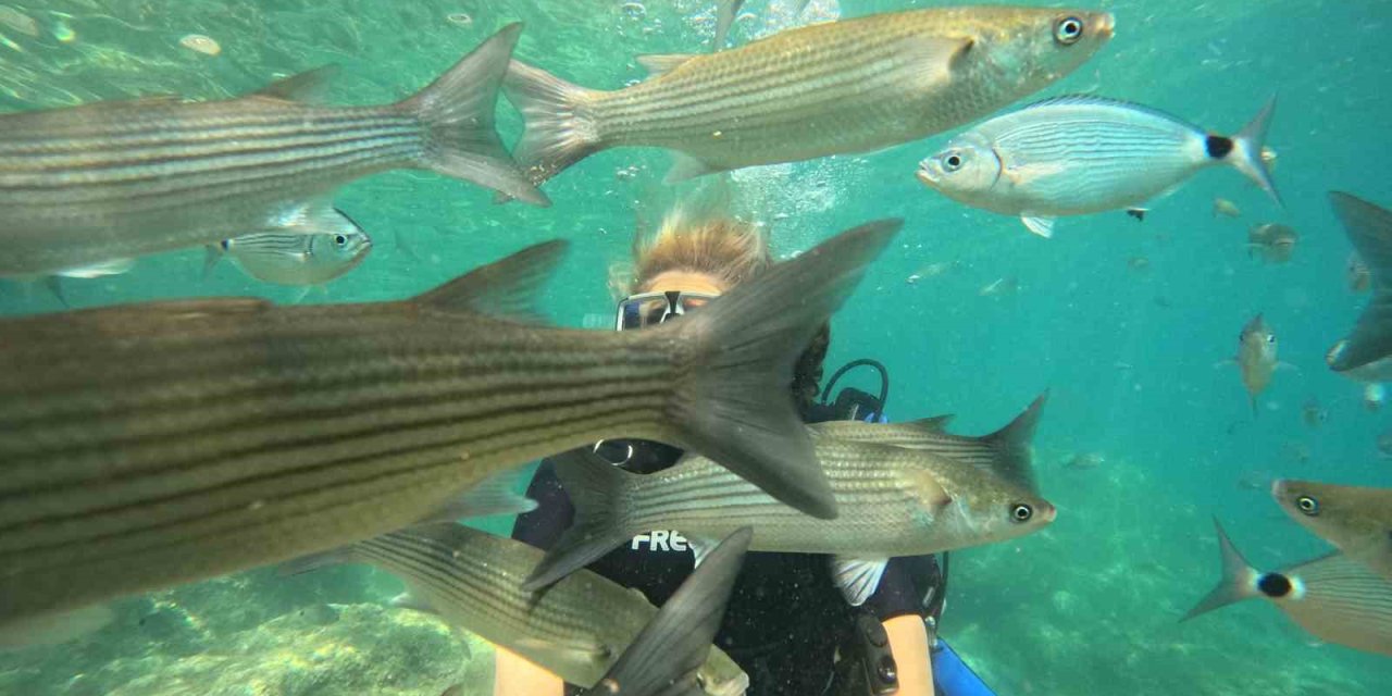 Marmaris’te dalış turizmine yoğun ilgi