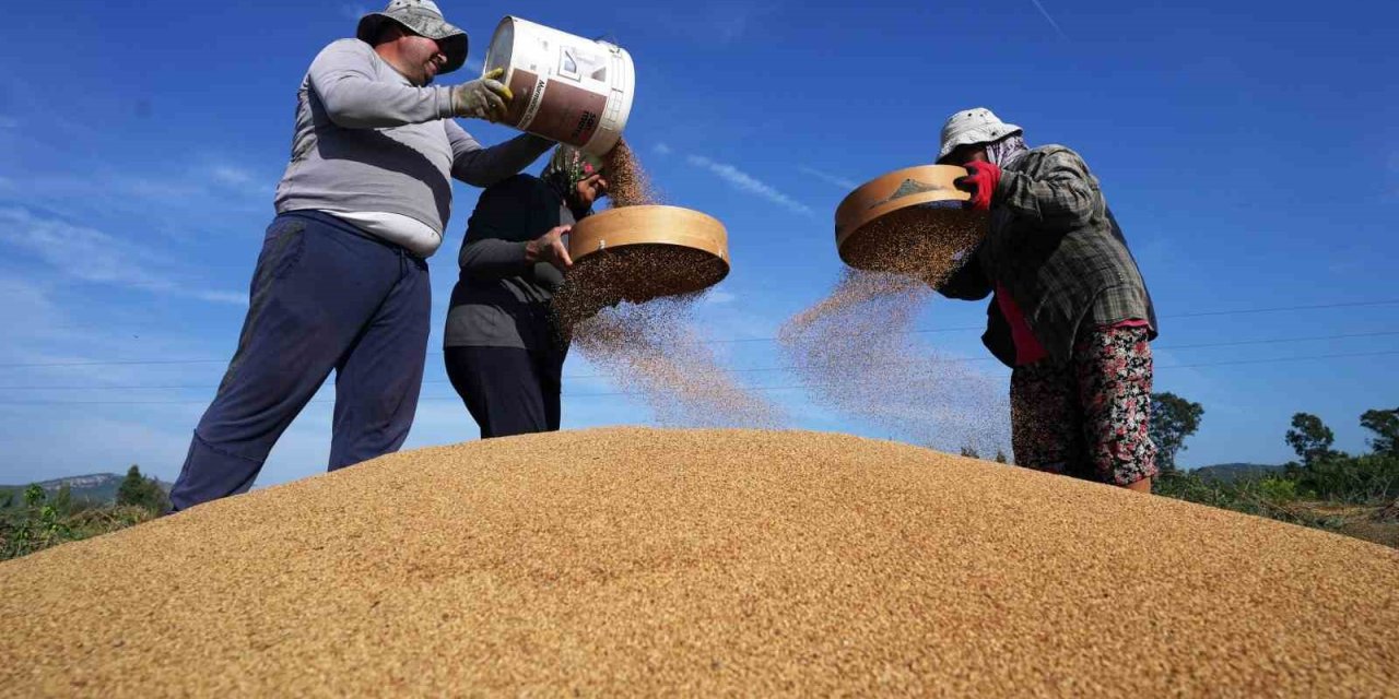 Altın susamda ‘Deli Mehmet’ bereketi