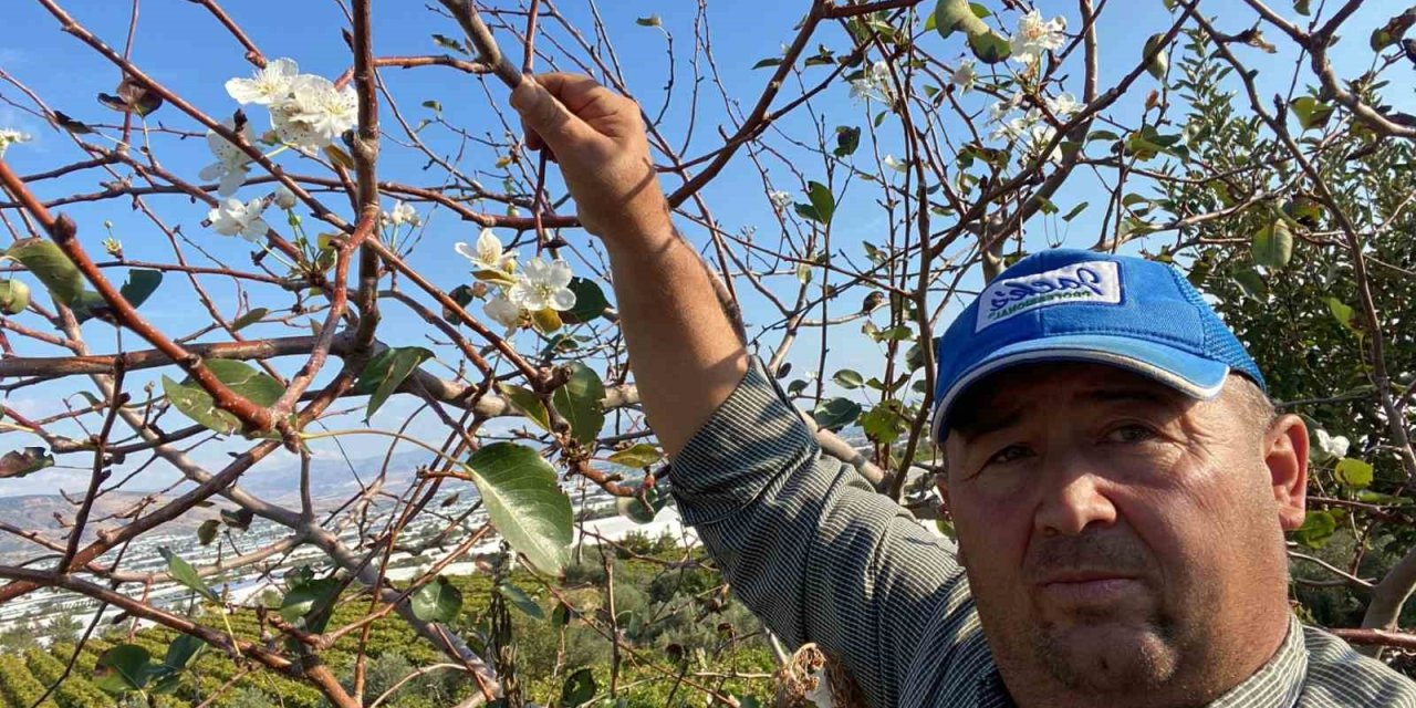 Sarıgöl’de armut ağacı ikinci kez çiçek açtı