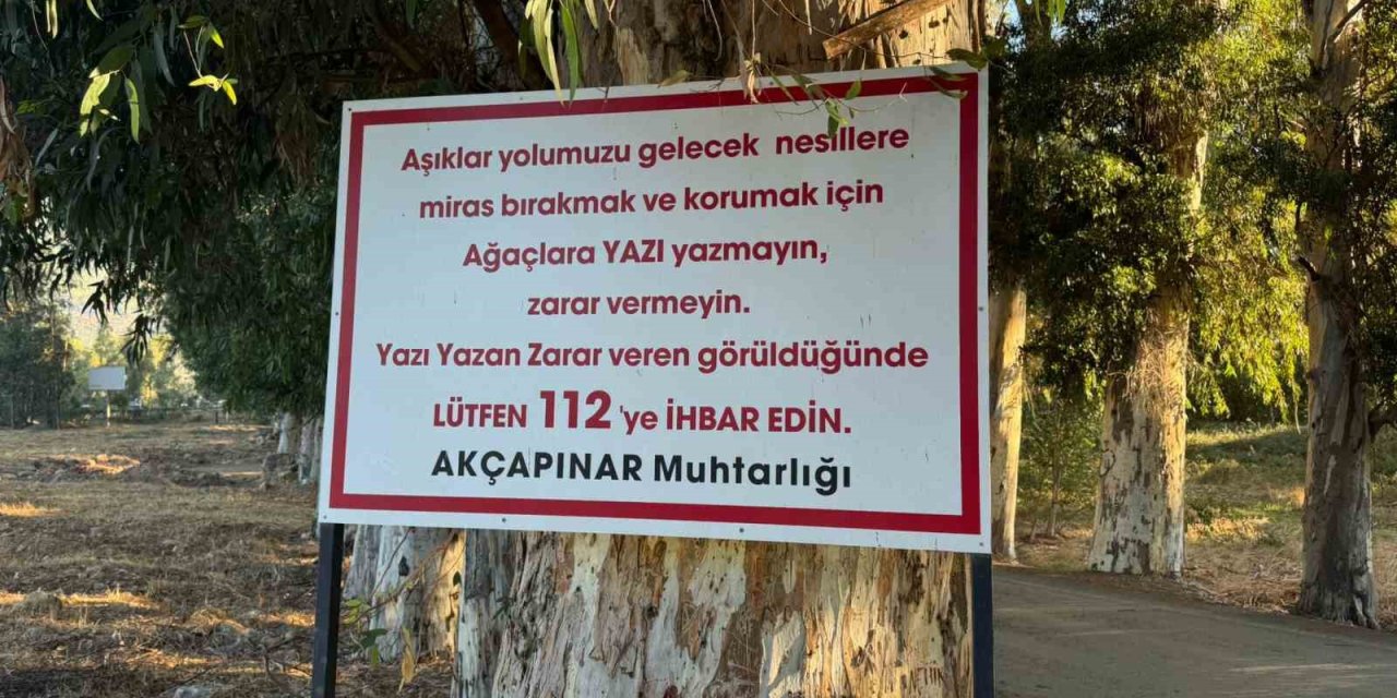 Ağaçlara yazı yazanları tabela ile uyardı