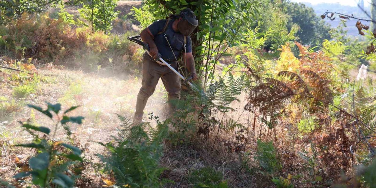 Aydın’da kestane hasat sezonu için hazırlıklar başladı