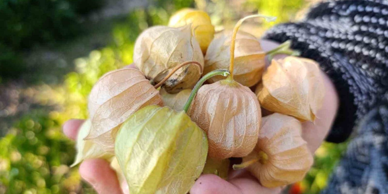 Altın Çilek bereketi pazar tezgahına yansıdı