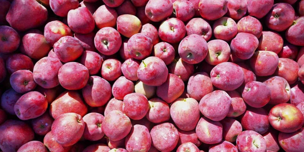 Ege’nin elma deposu Denizli’de üreticinin yüzü gülüyor