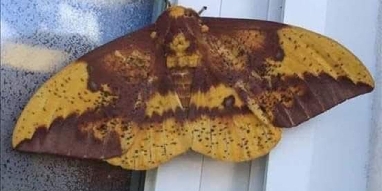 Kelebeğin sırtındaki ‘insan silüeti’ ilgi odağı oldu