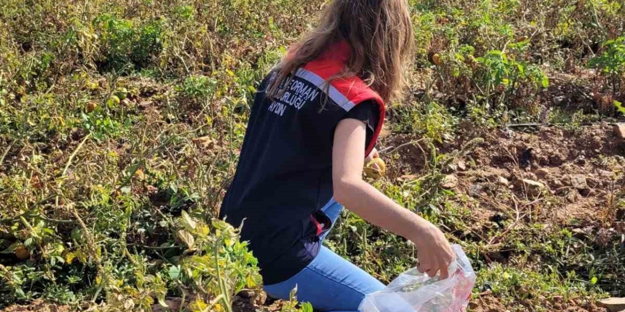 Buharkent’te hasat öncesi pestisit denetimleri sürüyor