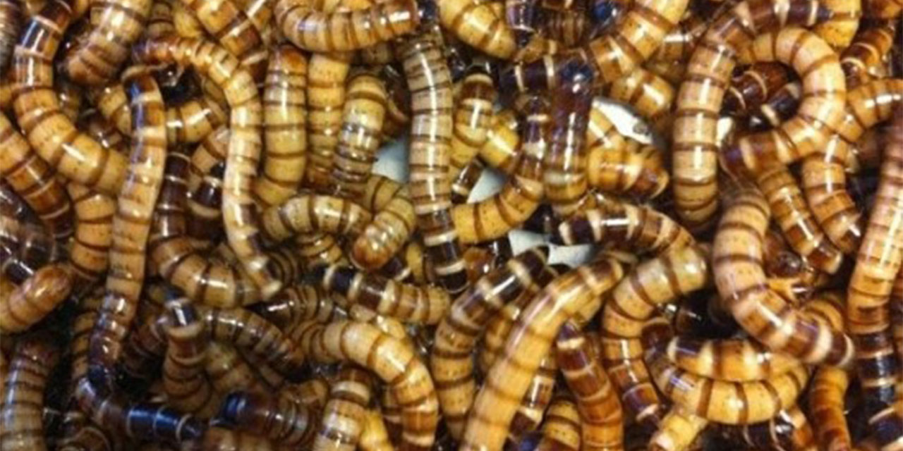 Hayvanlarınız için doğal ve besleyici yemler