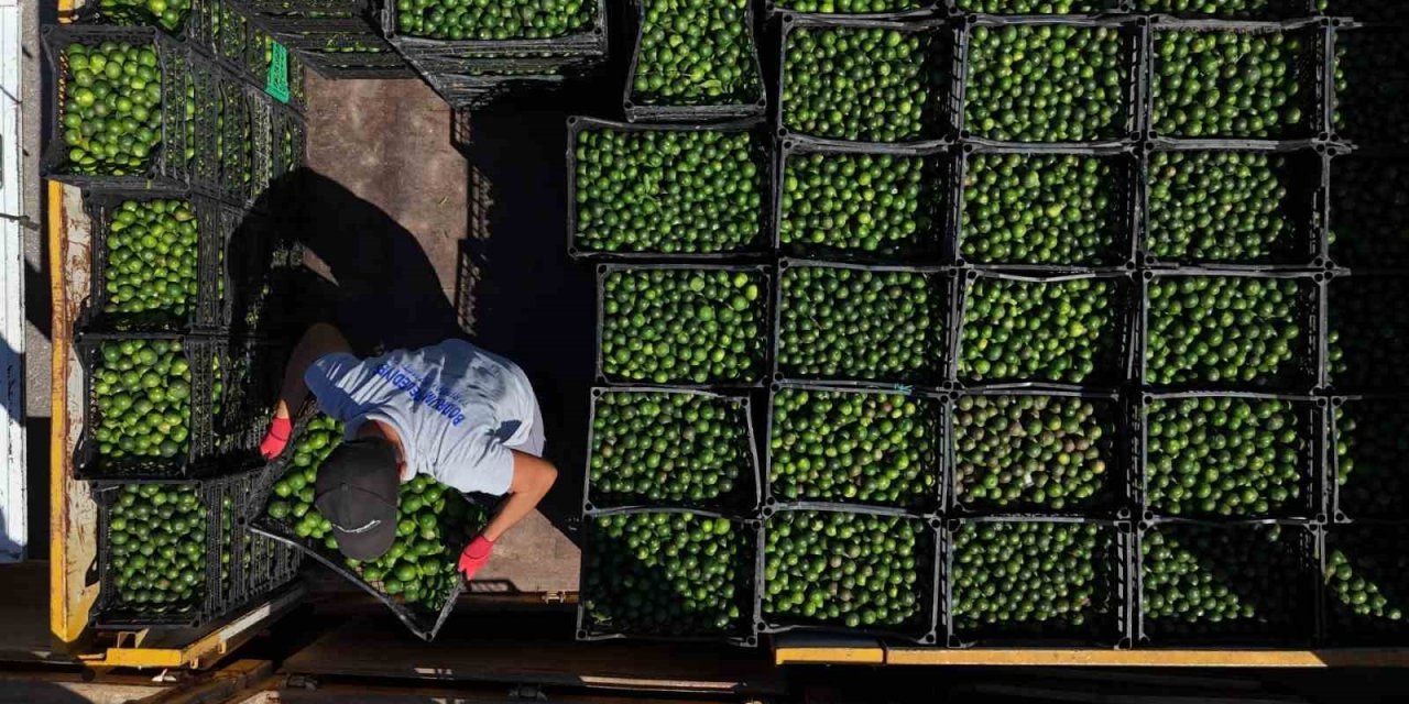 Yeşil Bodrum Mandalini Türkiye’nin dört bir yanına ulaşıyor