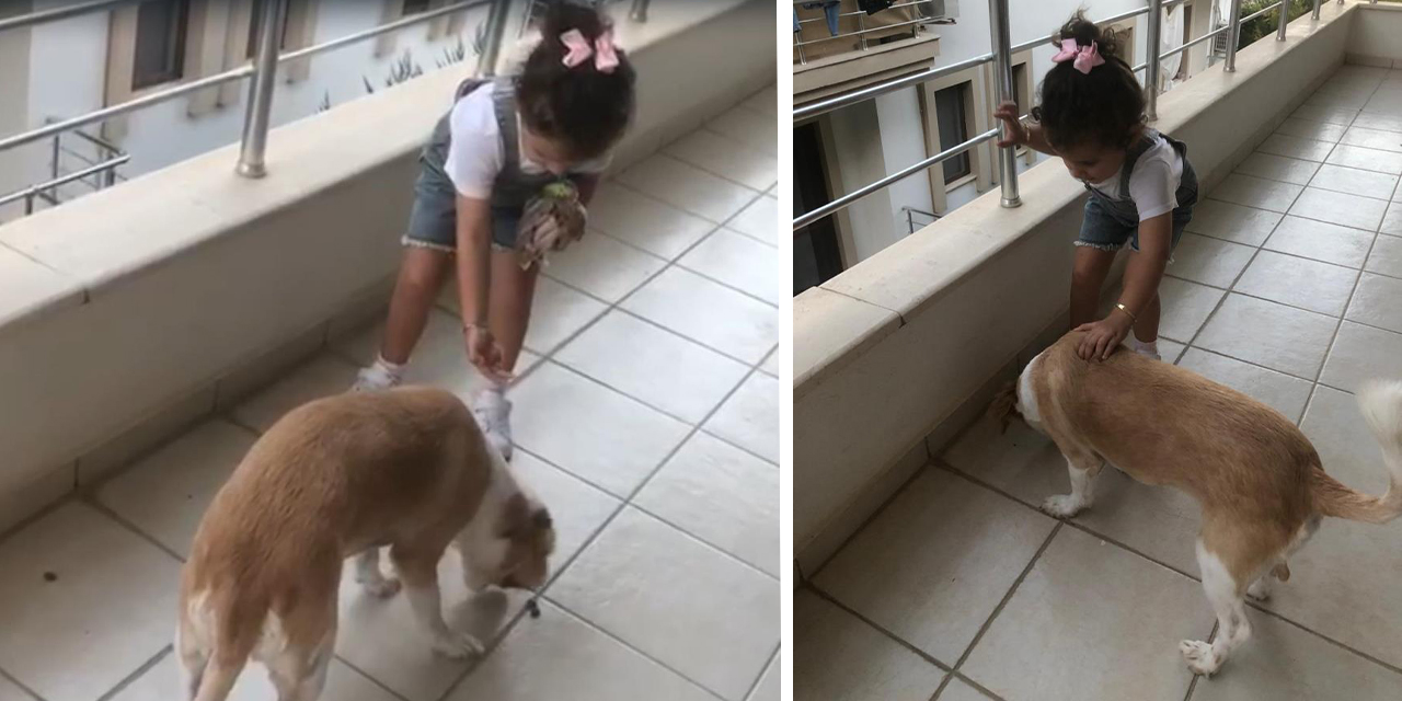Minik Gökçe’den hayvan sevgisini ısıtan davranış