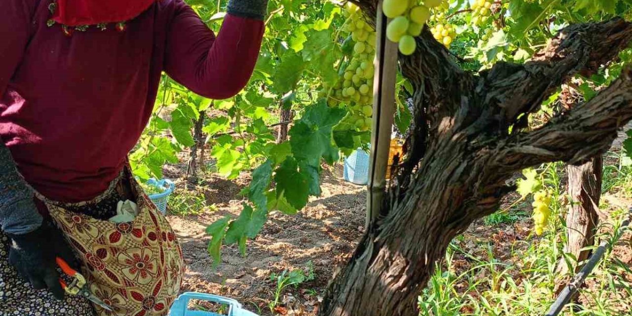Sarıgöl’de üzüm hasadı aralıksız devam ediyor