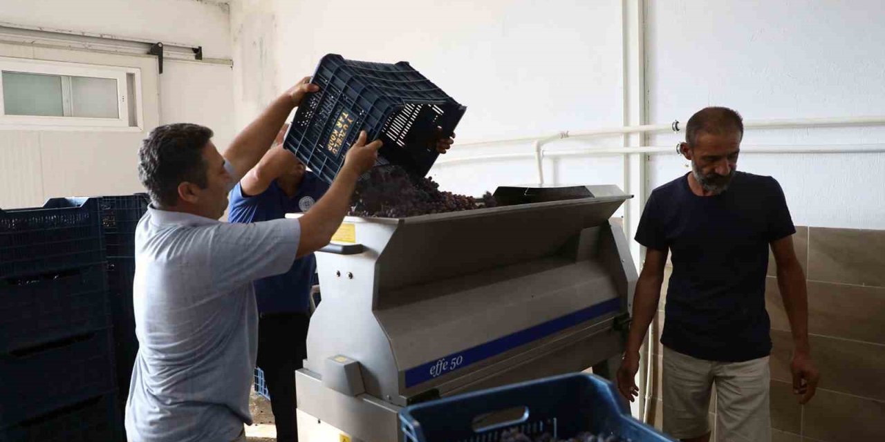 Muğla Büyükşehir’den bağcılığa modern dokunuş