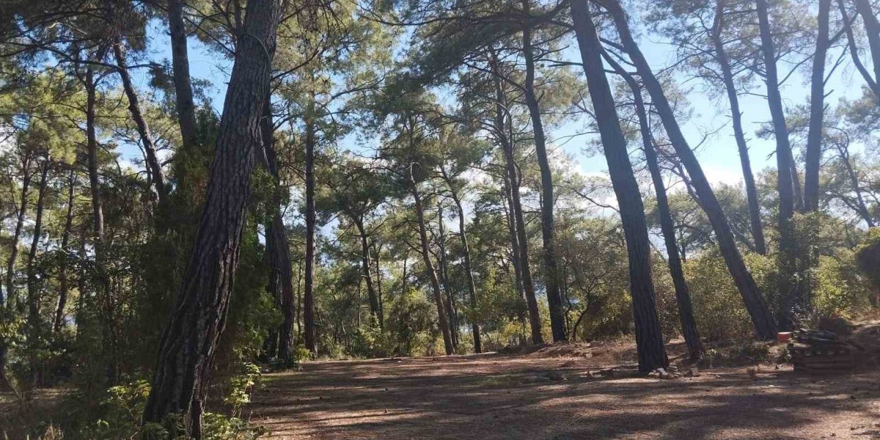 Akyaka Gökova Orman Parkı’nda temizlik ve elektrik yenileme çalışmaları başladı