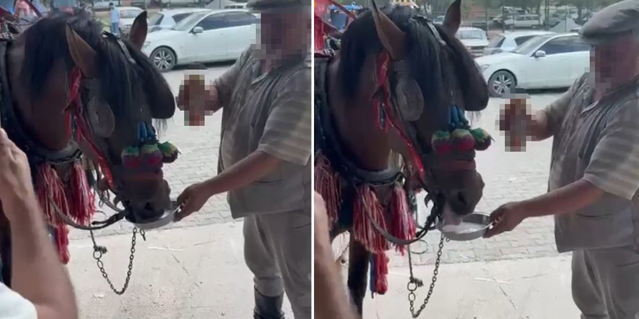 Fayton çeken ata alkol içirdiler