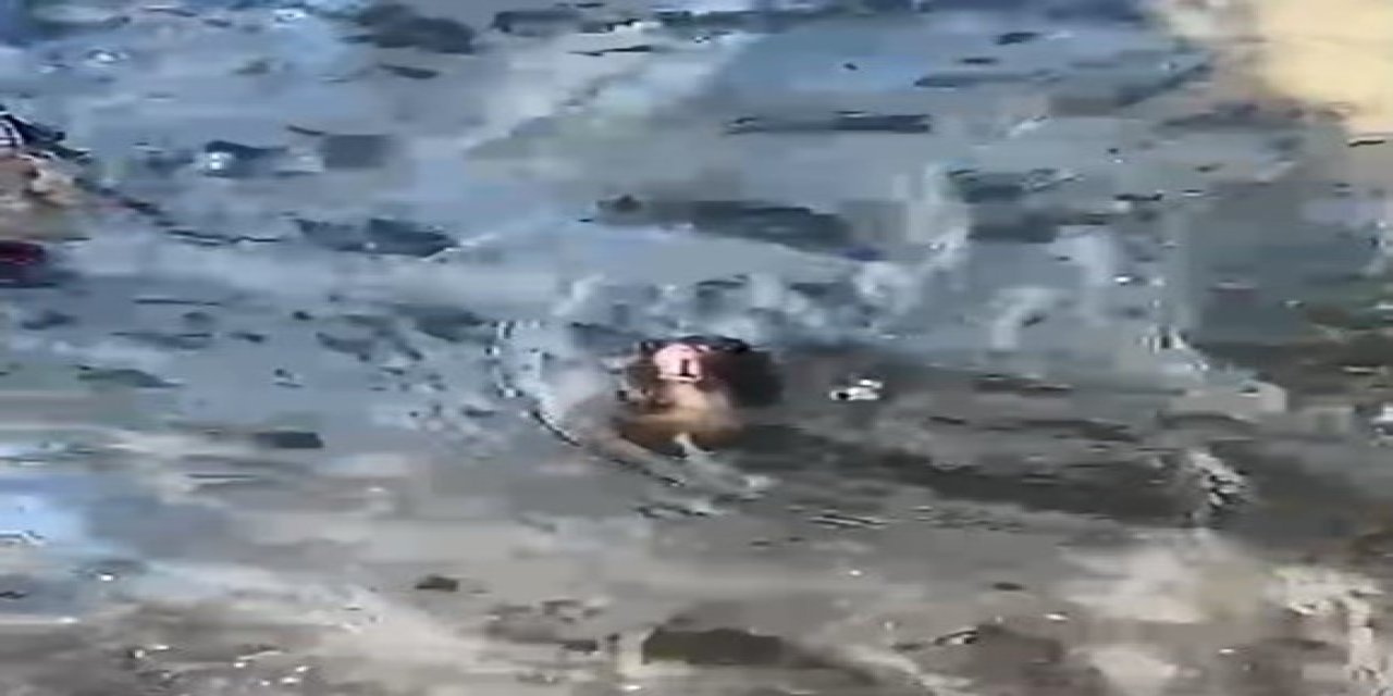 Marmaris’te temizlenmeyen rögarda farenin yaşam savaşı