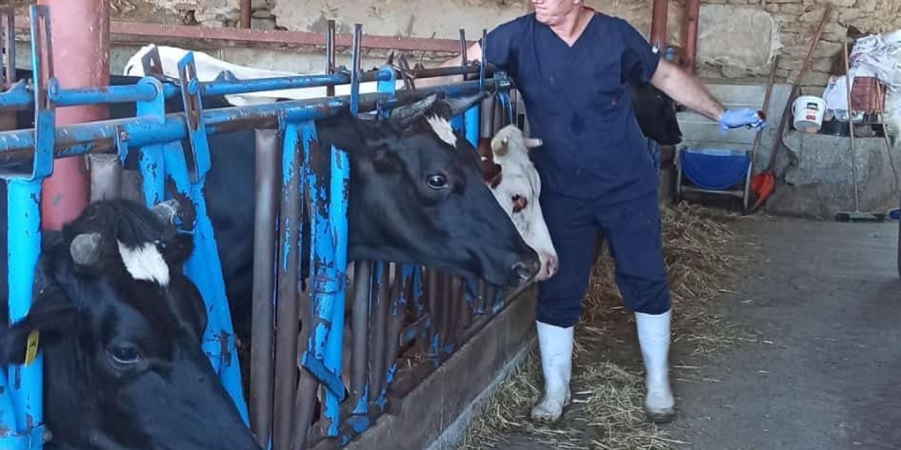 Nazilli’de şap aşılama çalışmaları tamamlandı