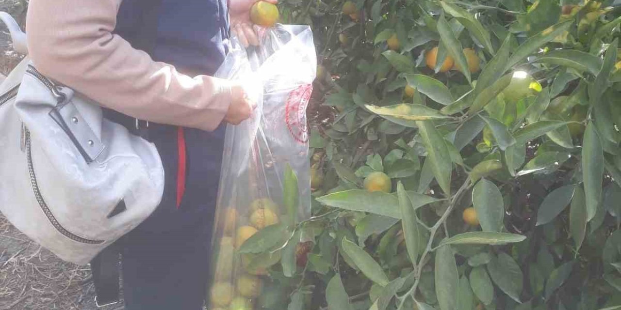 Söke’de hasat öncesi numune alımları yapıldı