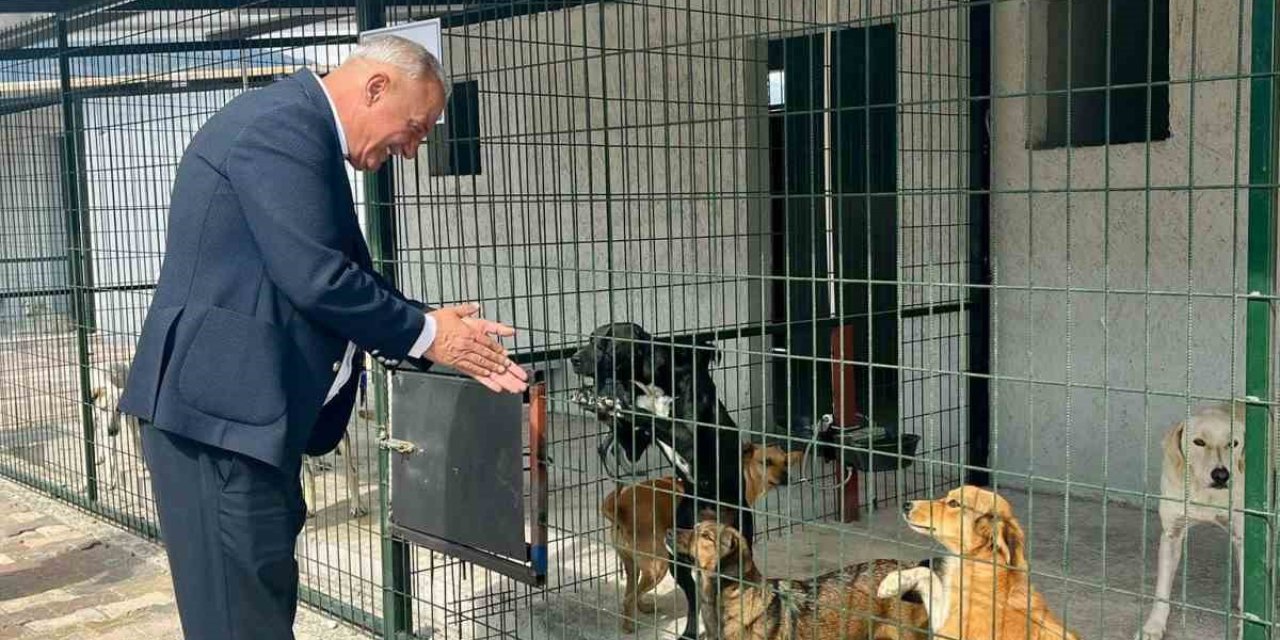 Başkan Yıldırımkaya: "Sultanhisar’da can dostlar emin ellerde"