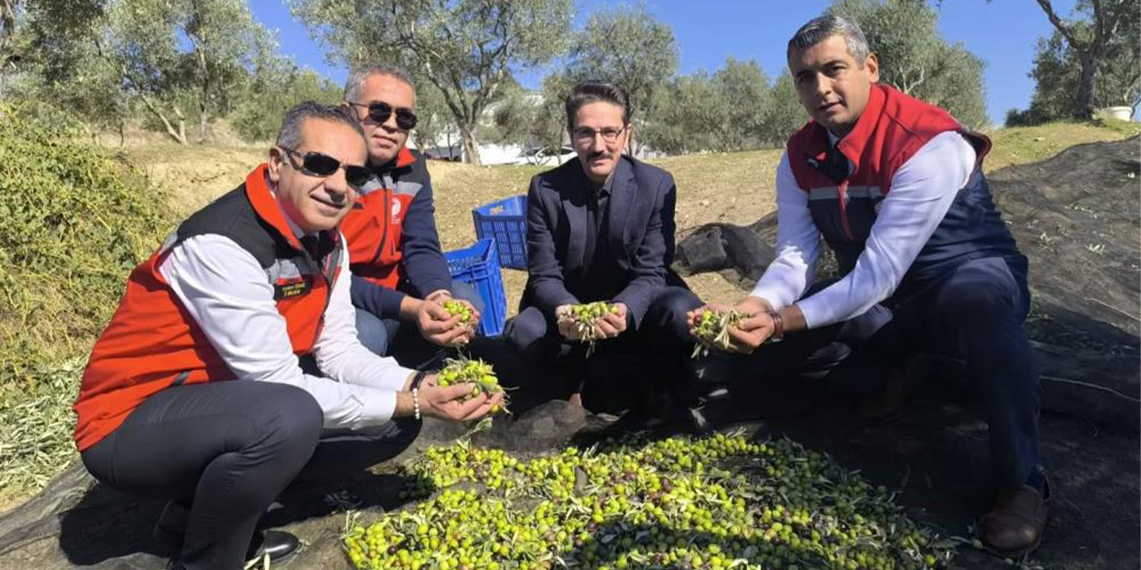 Aydın, zeytincilikte Türkiye’nin zirvesinde