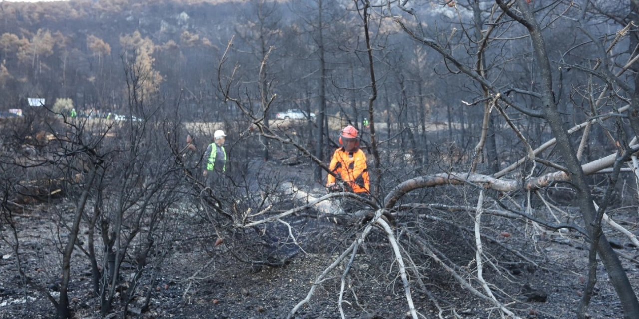 Honaz Dağı Milli Parkında yanan alanlar yeşillendiriliyor