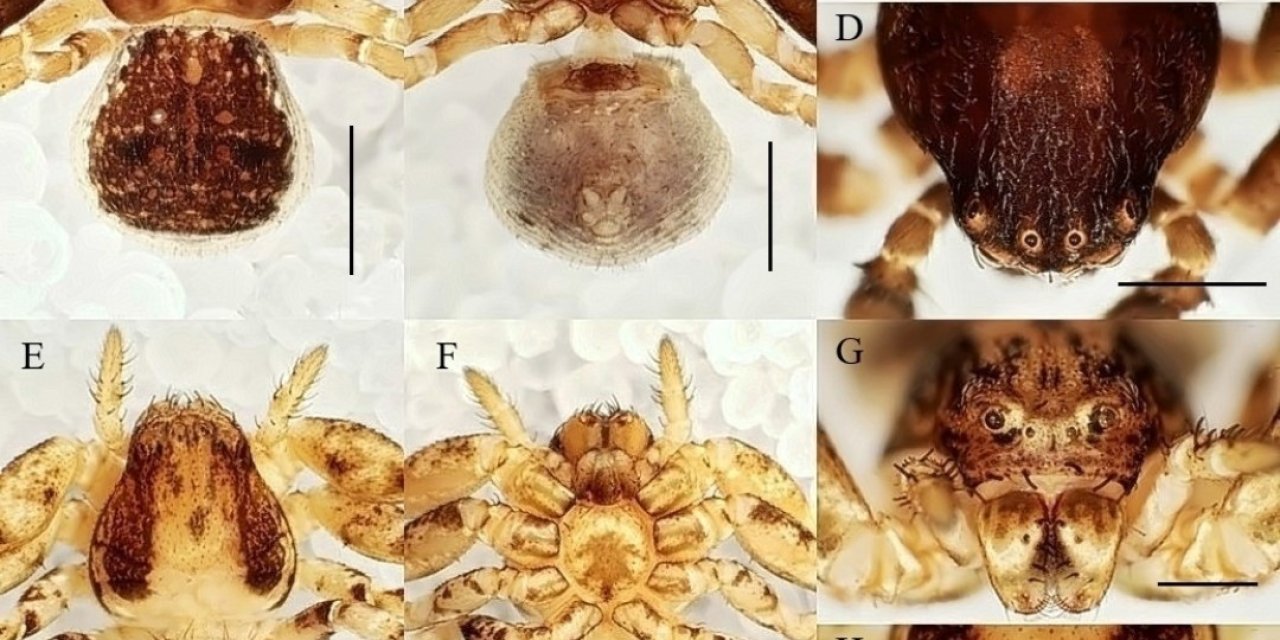 Manisa CBÜ’lü öğretim ütesinden 20 yeni tür keşfi