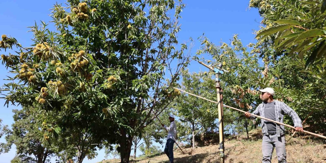Nazilli’de kestane işçi yevmiyeleri belli oldu