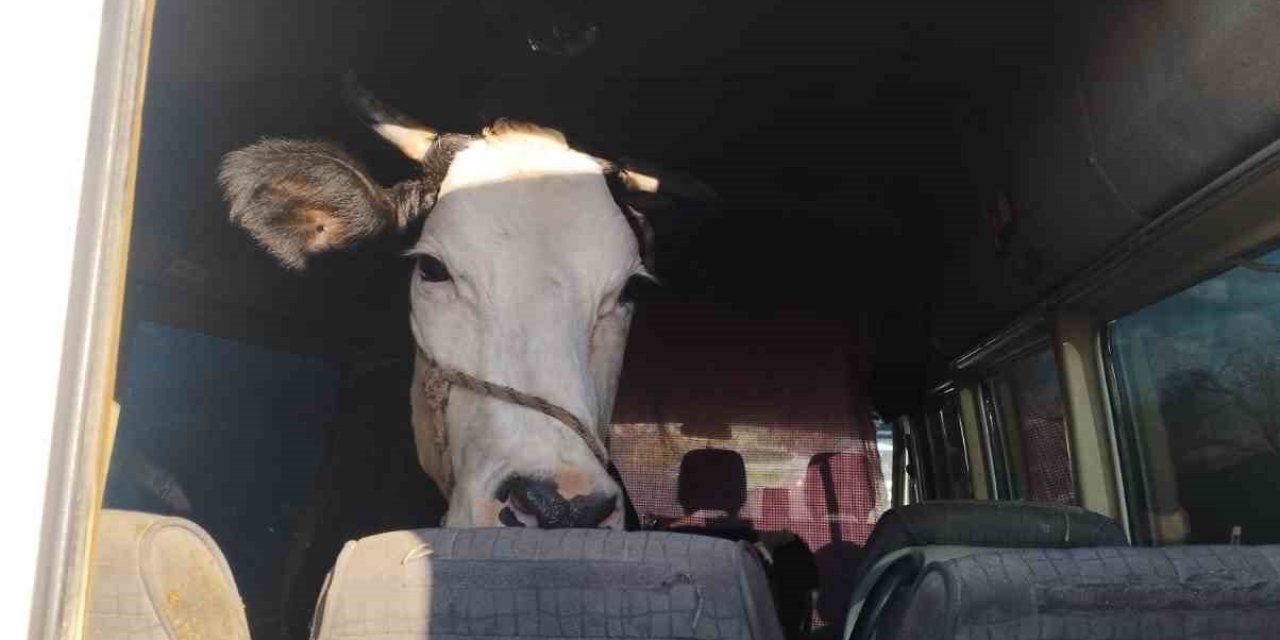 Didim’den kaçan hayvan hırsızları Konya’da yakalandı