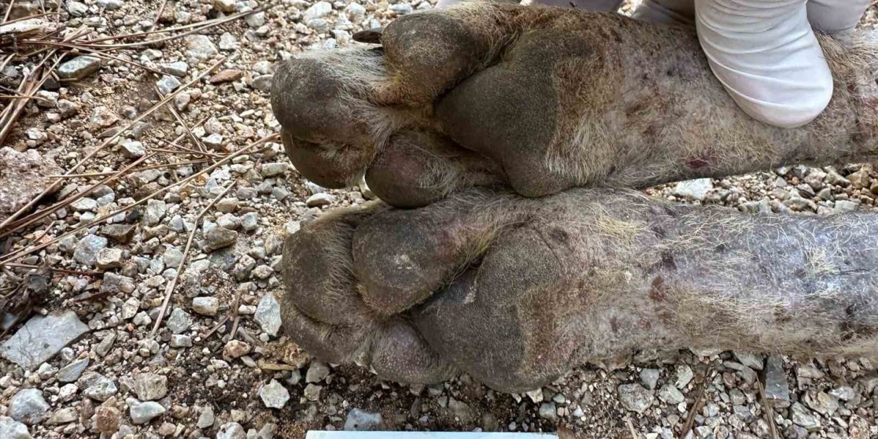 Çizgili sırtlan sanıldı, kurt çıktı