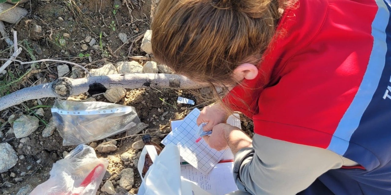 Buharkent’te meyve sineğiyle mücadele aralıksız sürüyor