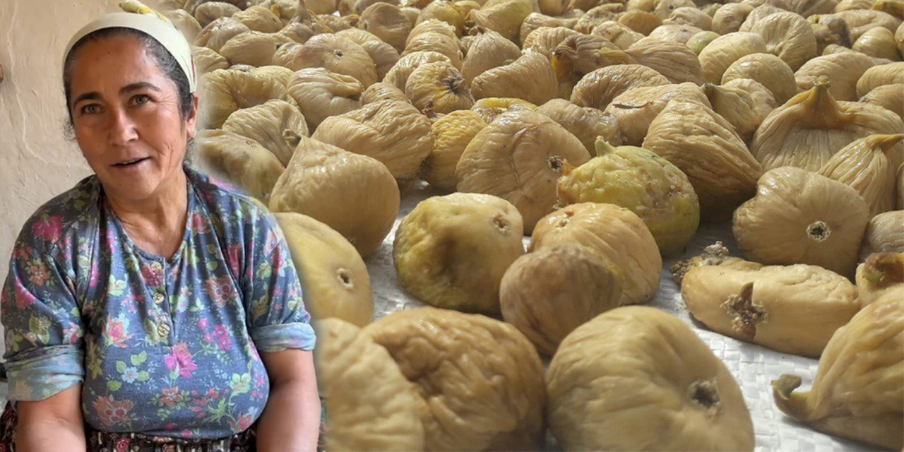 İncir 150 liraya düştü, çiftçinin beli büküldü