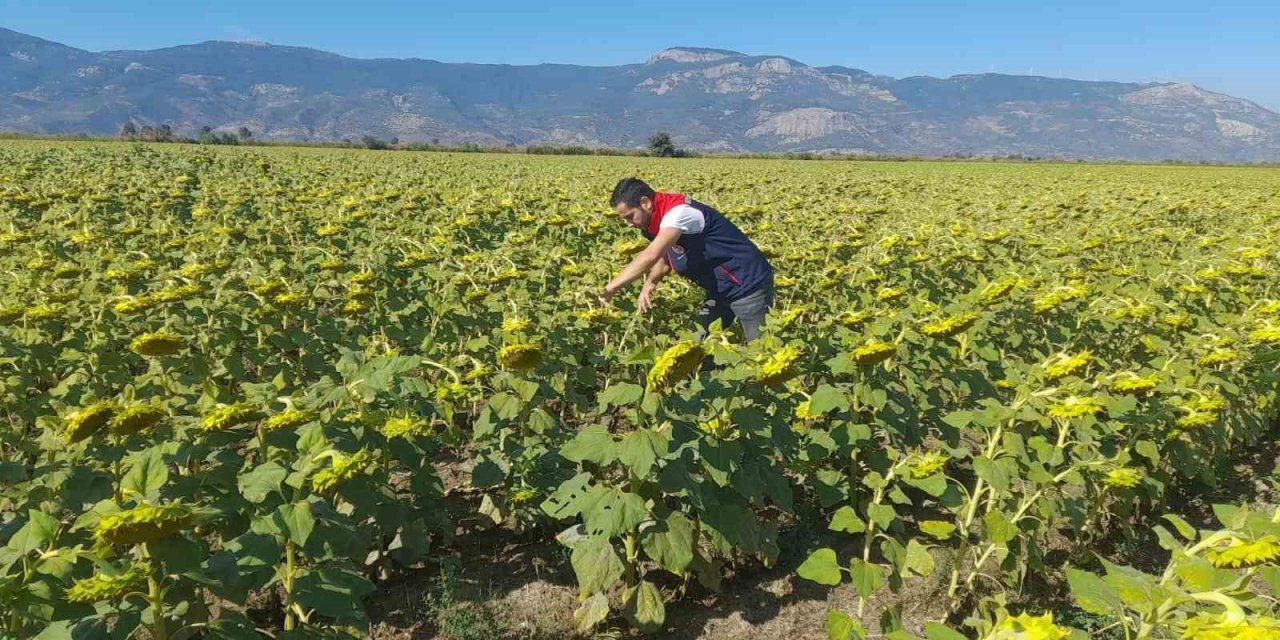 Söke’de 2025 yılı destekleme ürün çalışmaları yapıldı