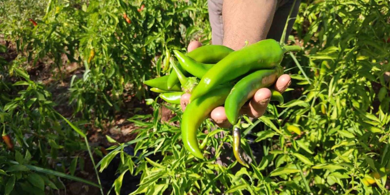 Acısıyla meşhur Kayaca biberinde hasat sona erdi