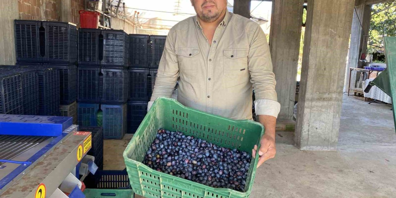 Alaşehir’de zeytinde rekolte düşük, kalite yüksek