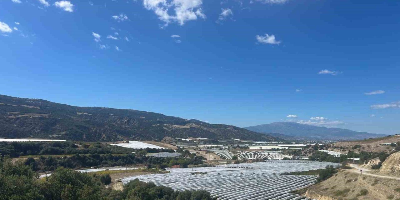 Çekirdeksiz üzümler koruma altında